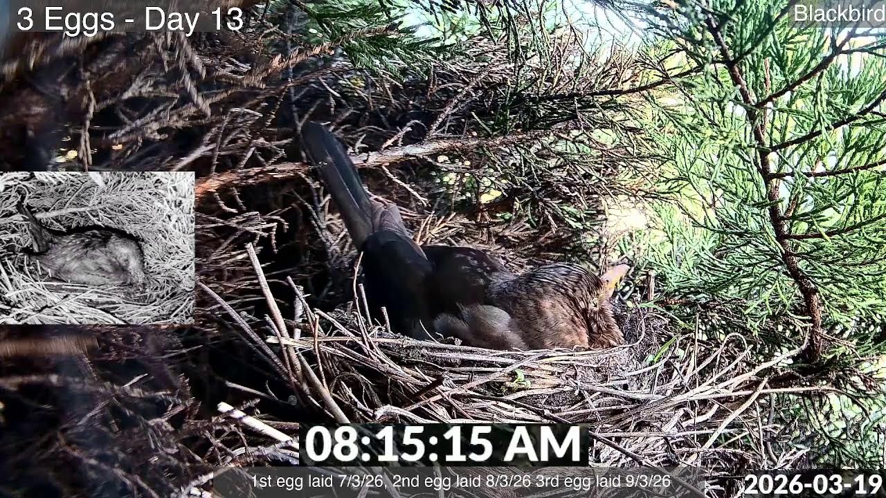 Blackbird 3 Eggs - Nightwatch 12 -  Live Stream
