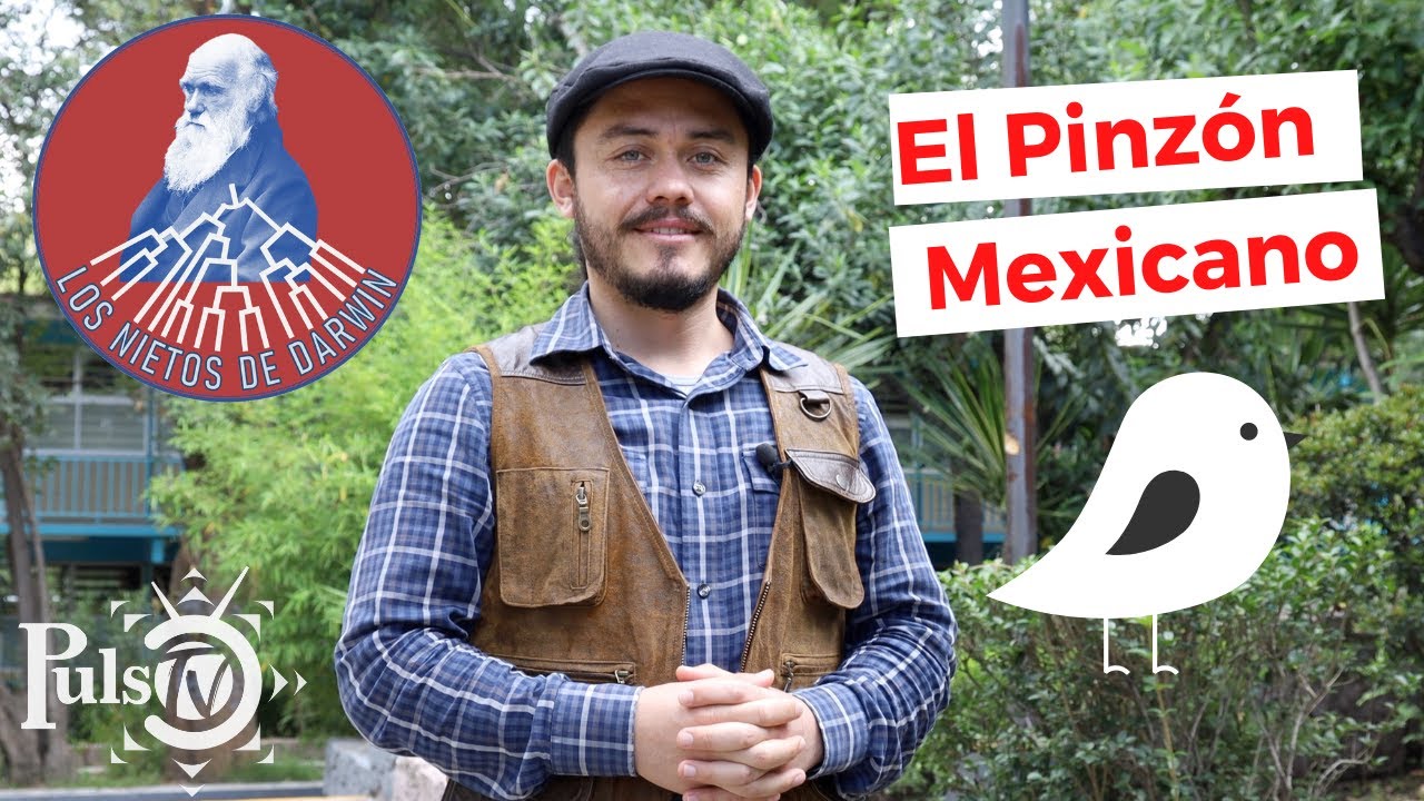 Los Nietos de Darwin | El Pinzón Mexicano