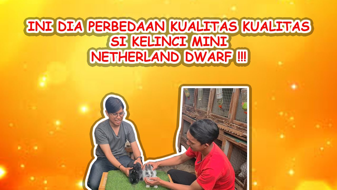 SHARING PERBEDAAN KUALITAS KELINCI NETHERLAND DWARF ATAU SI KELINCI MINI ! ADA KUALITAS KONTES LOH !