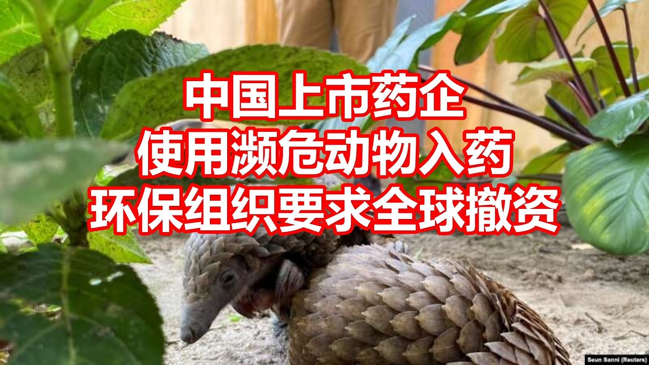 中国上市药企 使用濒危动物入药 环保组织要求全球撤资