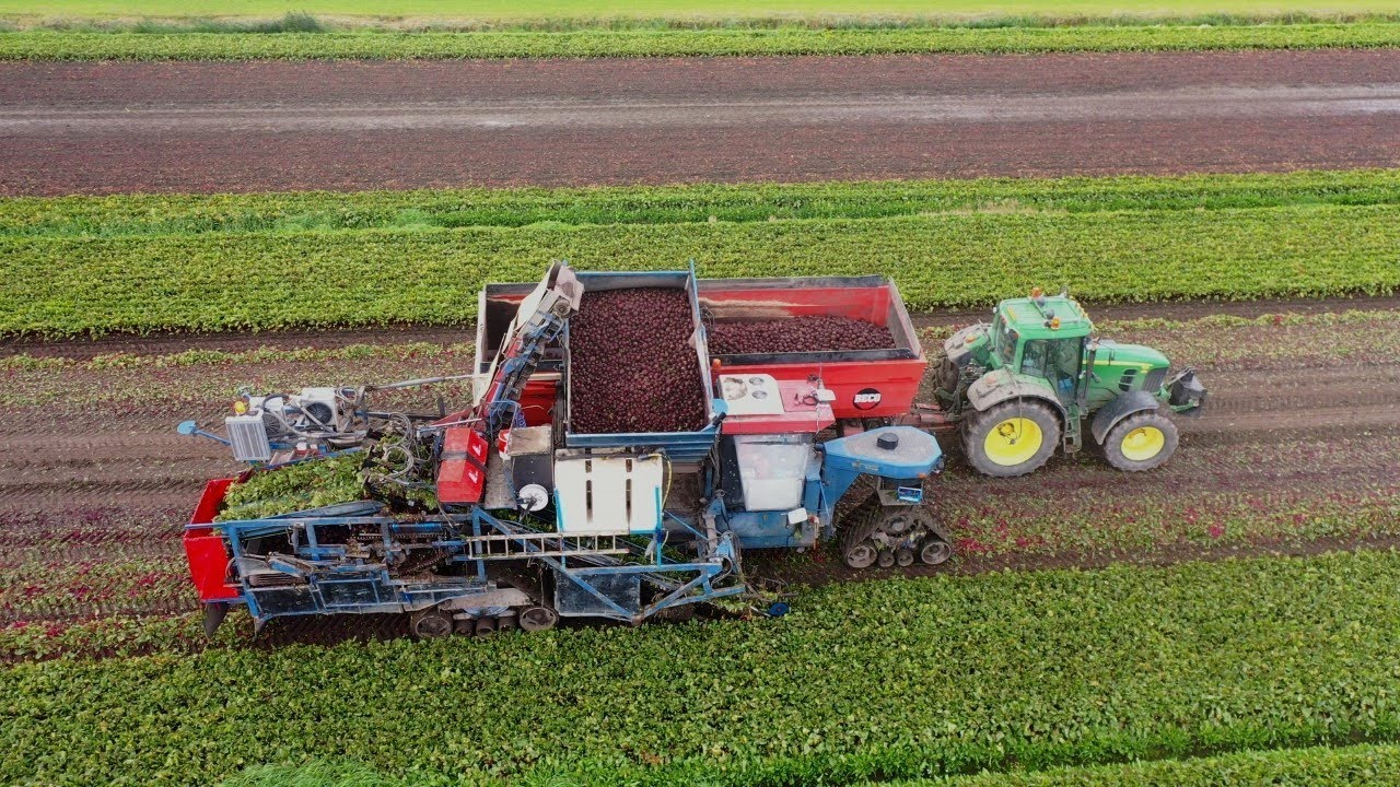 Rode bietenoogst bij Stam-Schaap Agro BV