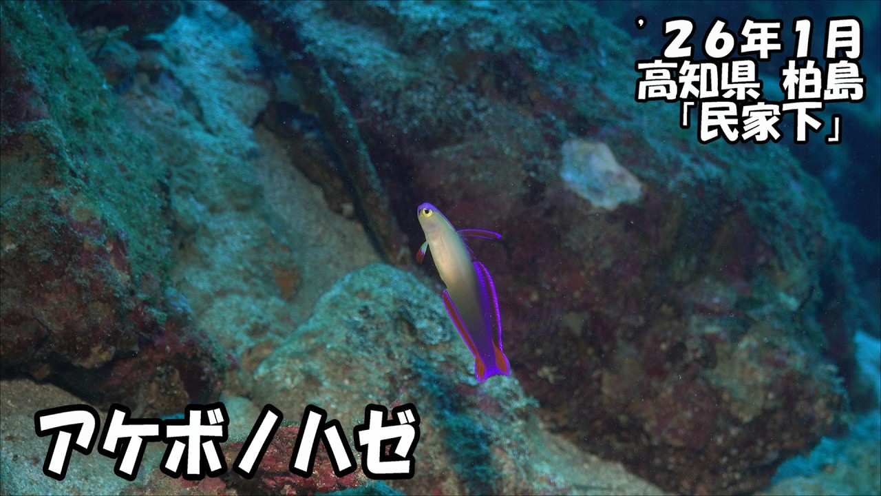 アケボノハゼ（’２６年１月　高知県　柏島　民家下）