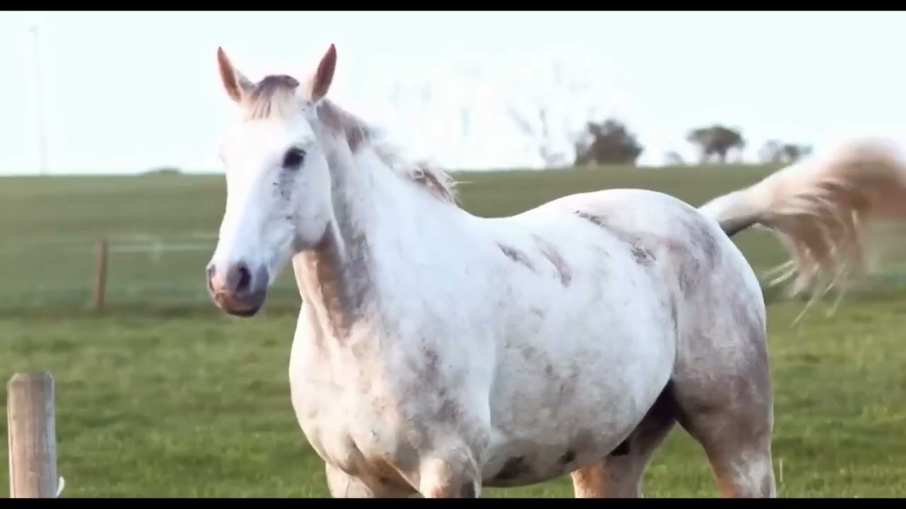 The Most Beautiful Horse Ever Seen