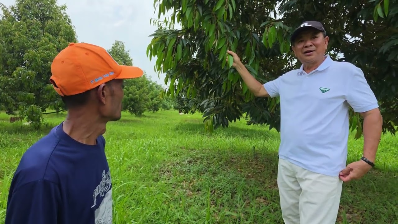 RECOVERY POHON DURIAN SETELAH FASE PEMBUAHAN SELESAI