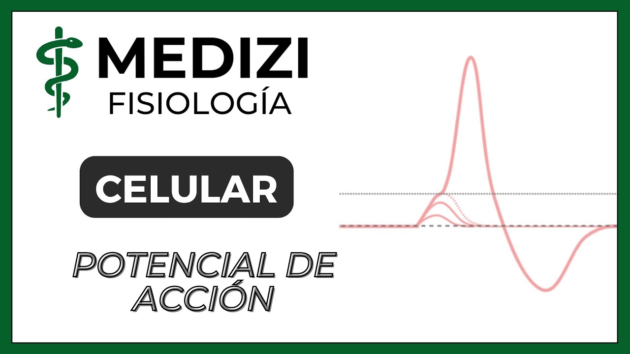 Clase 5 Fisiología - Potencial de acción  (IG:@doctor.paiva)