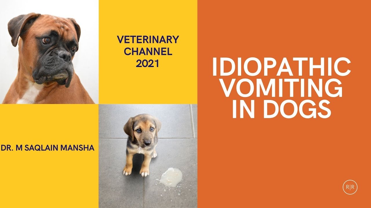 Veterinary Internal Medicine:  The Causes, Diagnosis and Treatment Of Idiopathic Vomiting  In Dogs