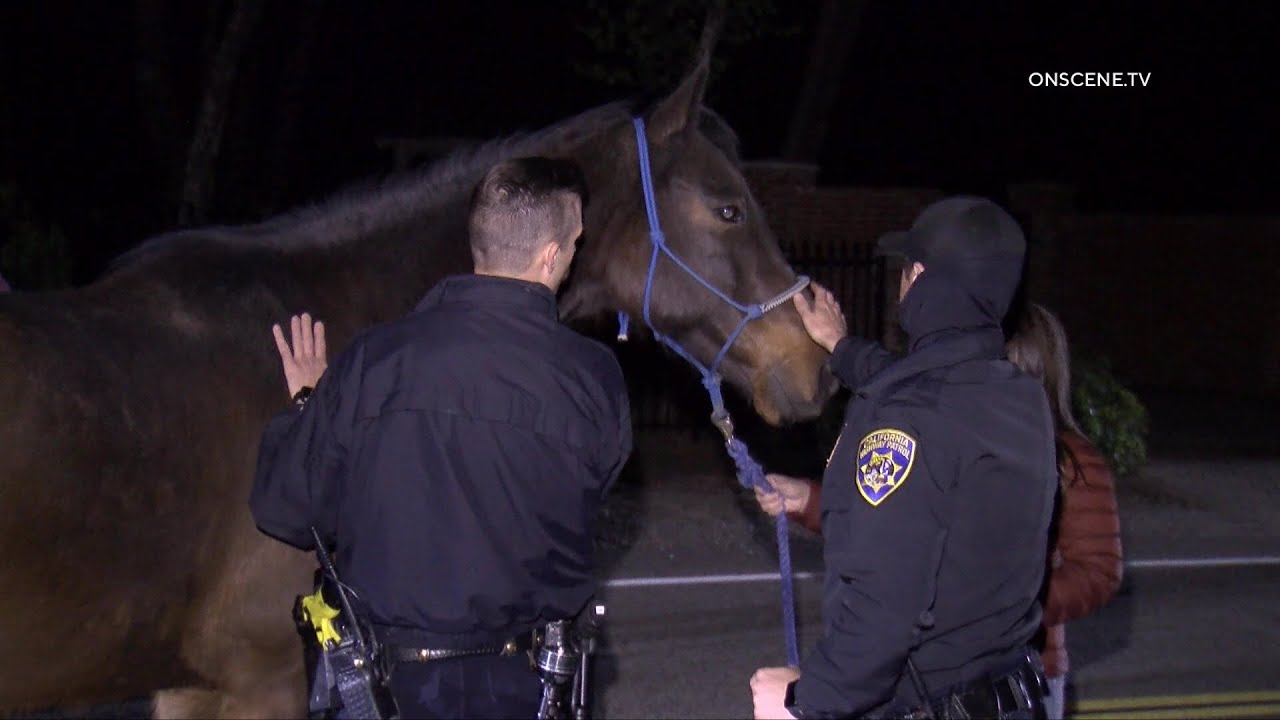 CHP & Neighbors Save Lost Horses | Santa Rosa Valley