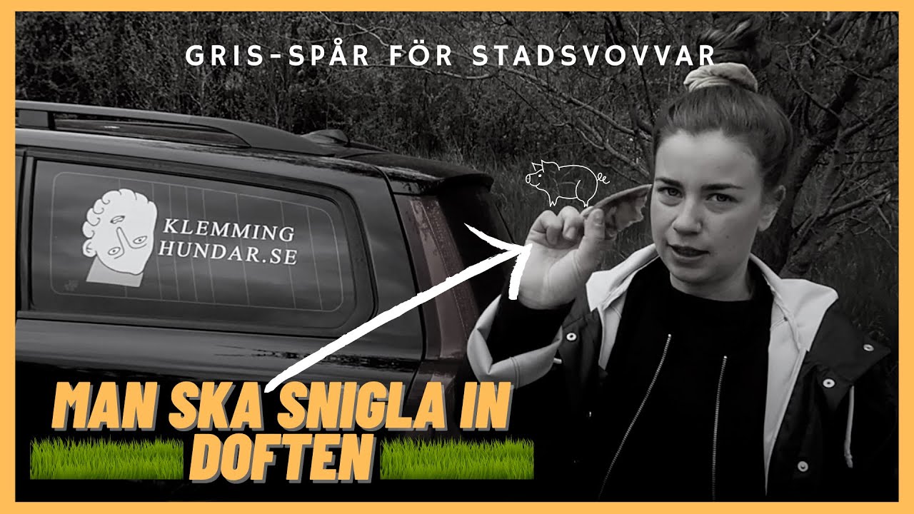 HUND SPÅR FÖR NYBÖRJARE - GRISÖRA 🐷
