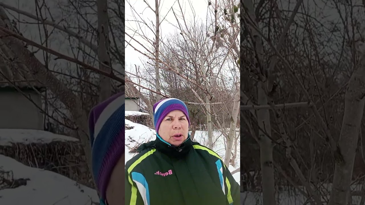 МОЙ САД ЗИМОЙ.ПЕРСИКИ.27.02.26Г#зима#сад#персики#