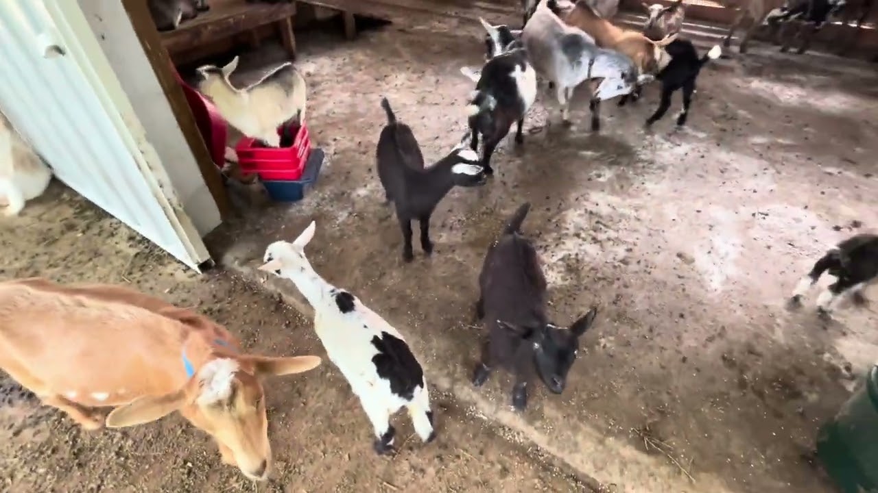 UPDATE on baby goats. Is anyone sick today? How mama goats deal with the loss of a baby.