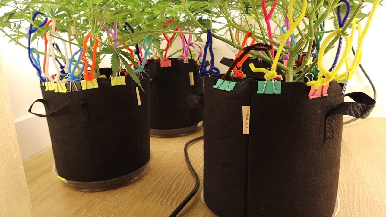 3 Gallon Autoflower Closet Grow