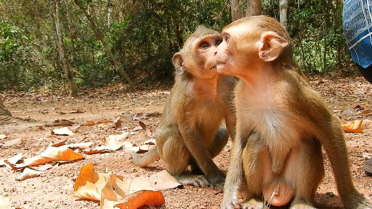 Today New Abandoned Monkey Was Release Into Alba Troop, But Monkey Aron And Other Not Accept