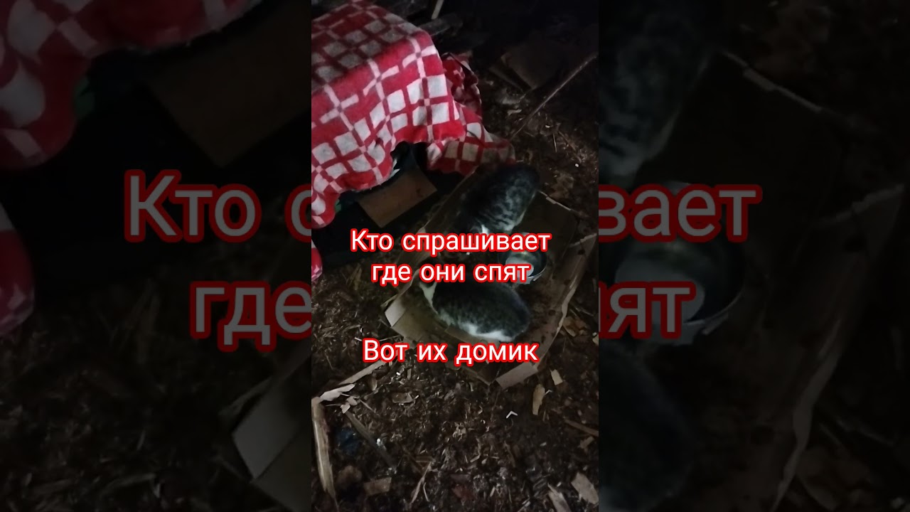 помощь бездомным животным ❤️