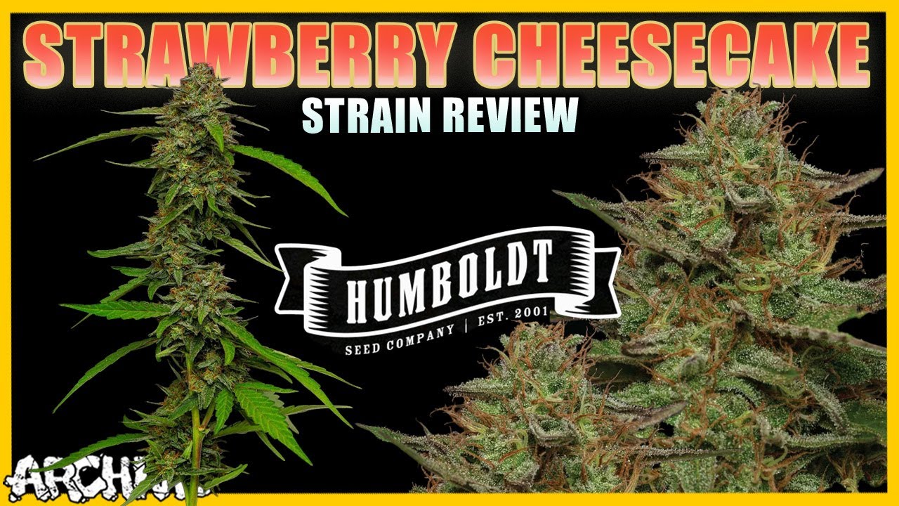 Strawberry Cheesecake Strain Review