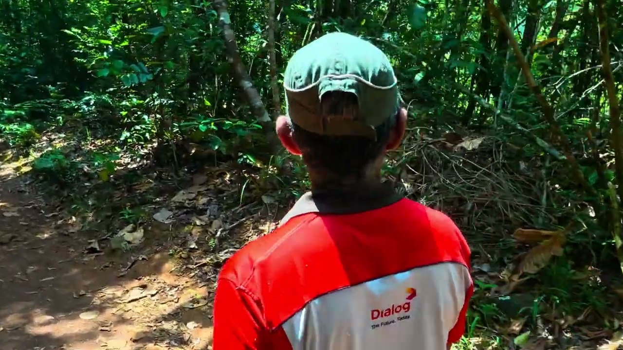 Hike Through Sinharaja Rain Forest in Sri Lanka. 