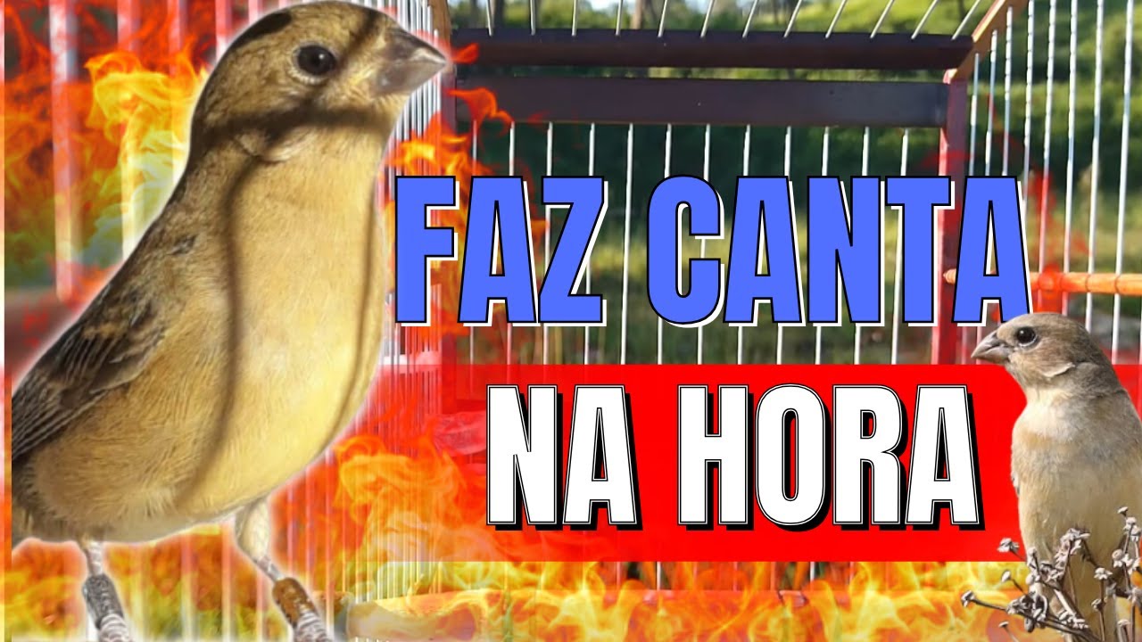 FÊMEA DE COLEIRO CHAMANDO MUITO QUENTE FOGOSA E PIANDO - ESQUENTE SEU COLEIRO FRIO