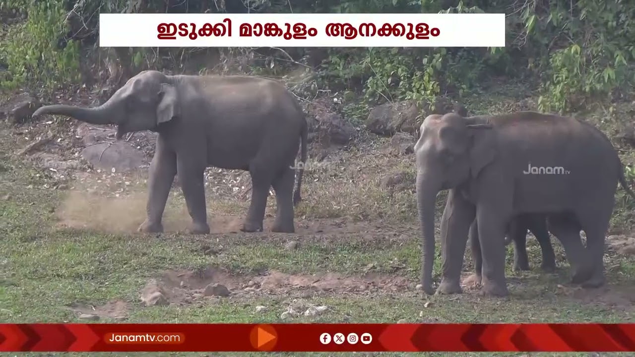 ഇടുക്കി മാങ്കുളം ആനക്കുളത്തെ കാട്ടാനക്കൂട്ടത്തെ കാണാൻ എത്തിയ സഞ്ചാരികൾക്ക് ലഭിച്ചത് കൗതുക കാഴ്ച