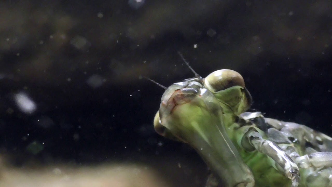 Dragonfly, Nymph hunts daphnia. Libellenlarve jagt Wasserfl&ouml;he