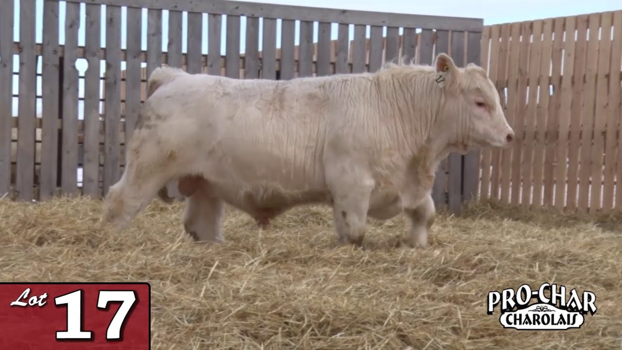 Lot 17 - ProChar 2020.mp4