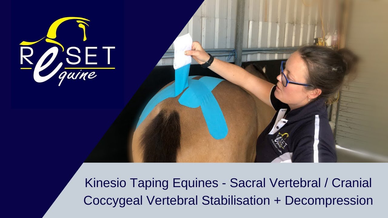 KinesioTaping Equines - Sacral Vertebral/Cranial Coccygeal Vertebral Stabilisation + Decompression