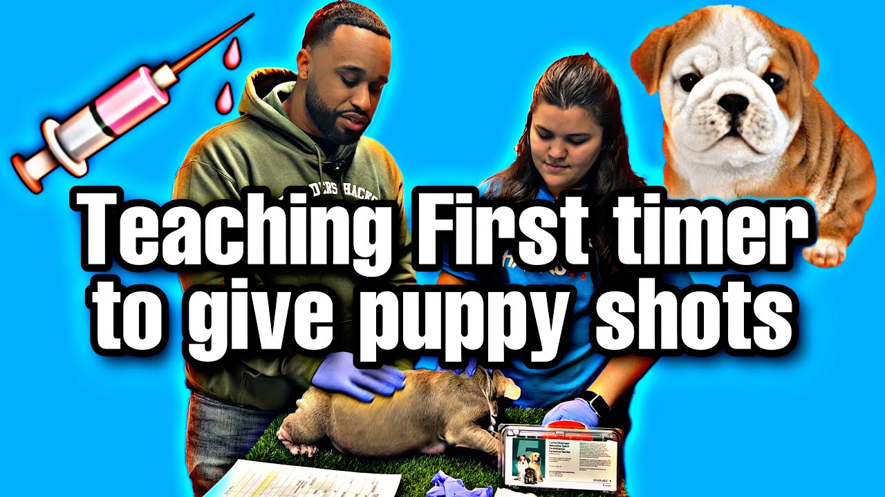 Puppy Shots at home! Teaching first timer to give puppy shots!