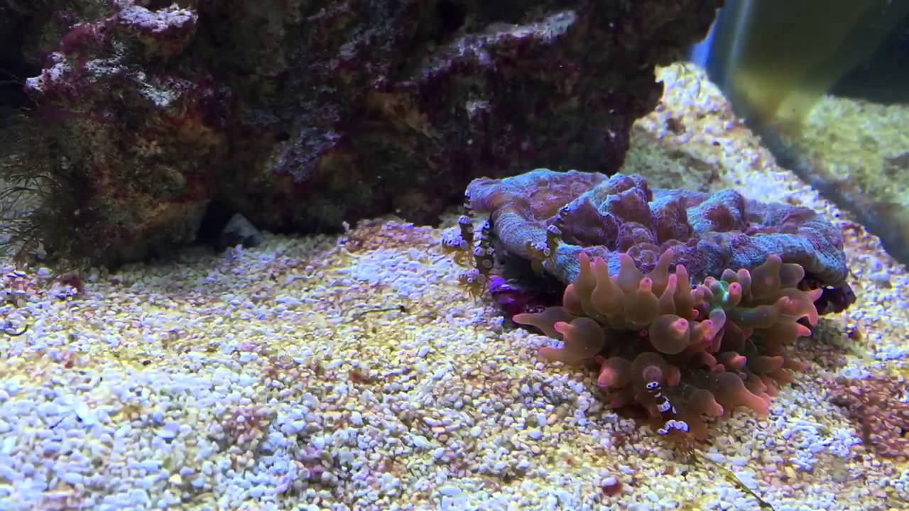 Sexy Anemone Shrimp on Bubble Tip attached to Chalice Coral