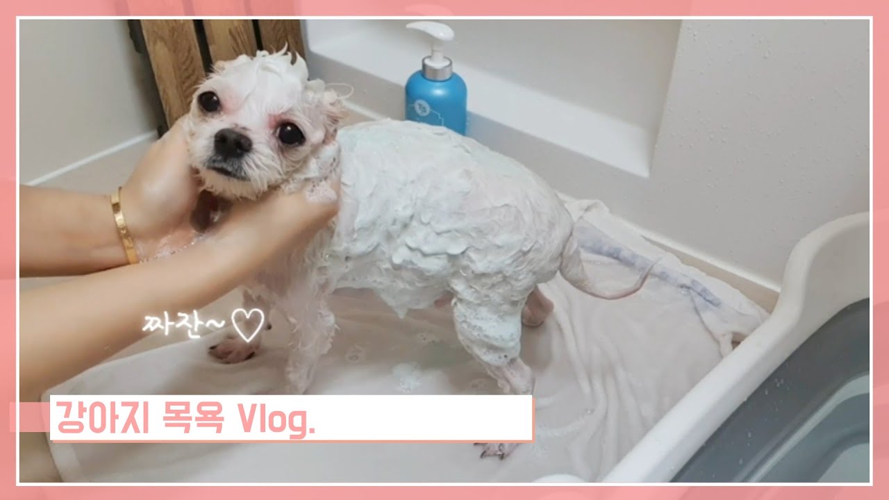 강아지 목욕 시키기 ㅣ초보 견주님들 꼭 보세요