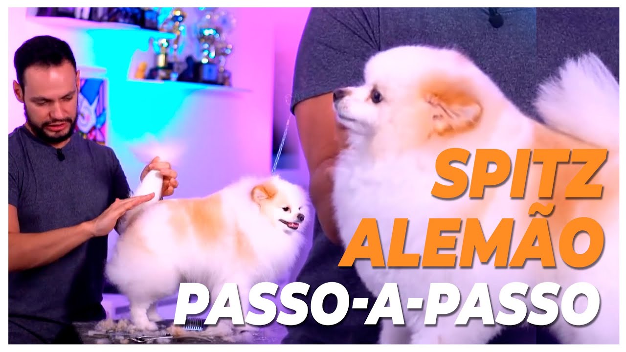 Spitz Alemão o Passo-a-Passo - Live