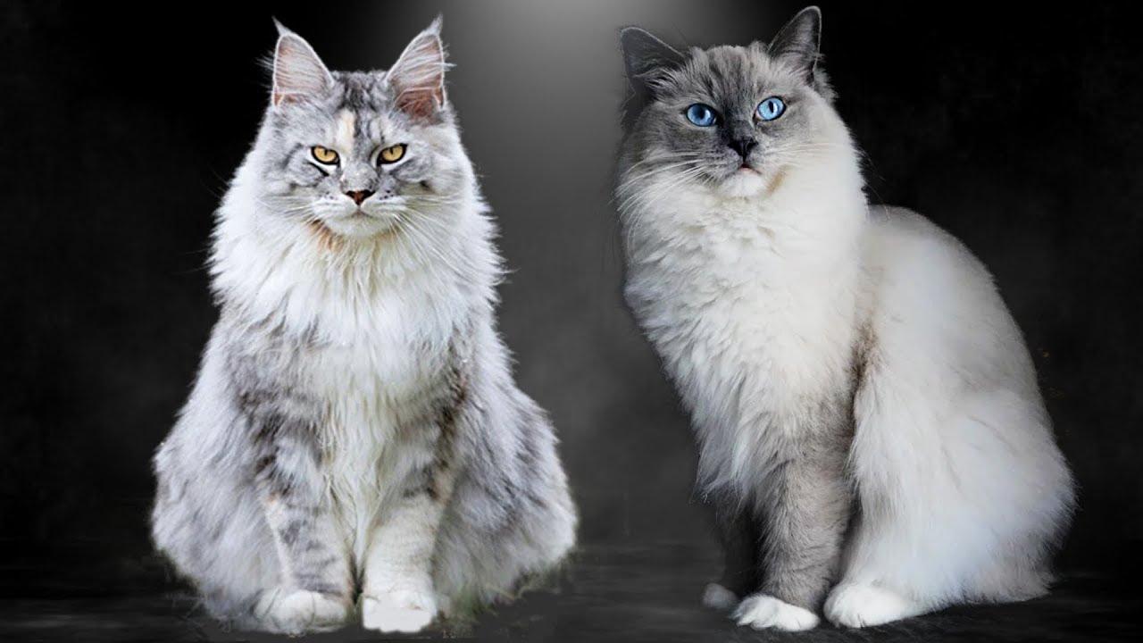 Maine Coon vs Ragdoll - What Are the Differences?