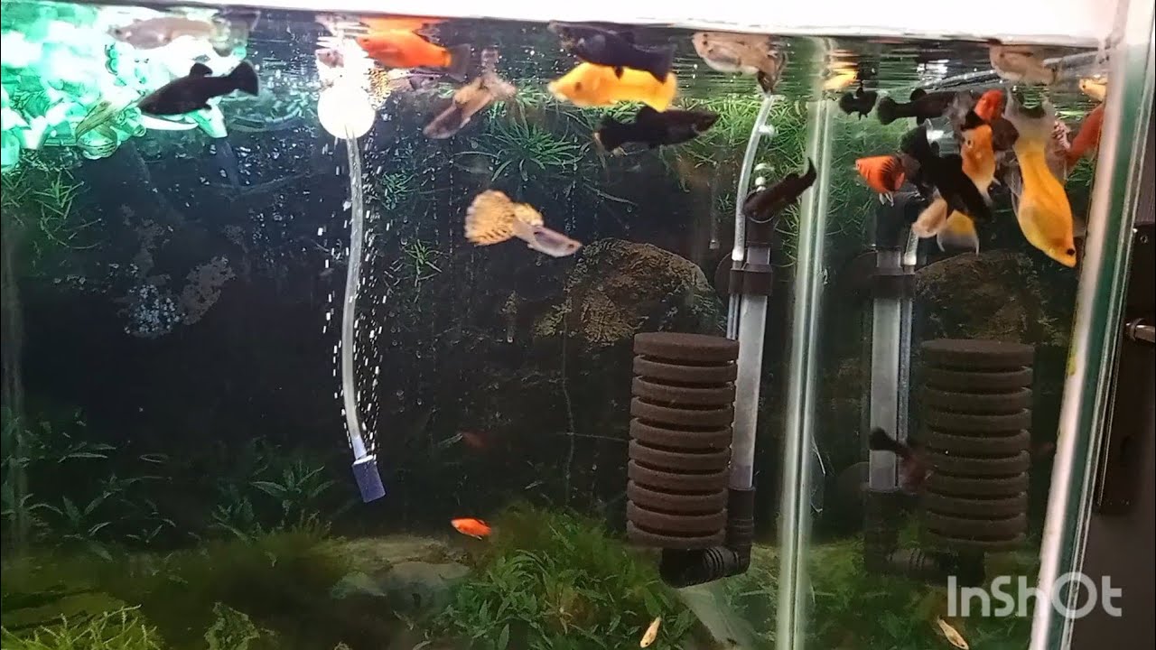 canlı doğuran akvaryumu son durum 26.video