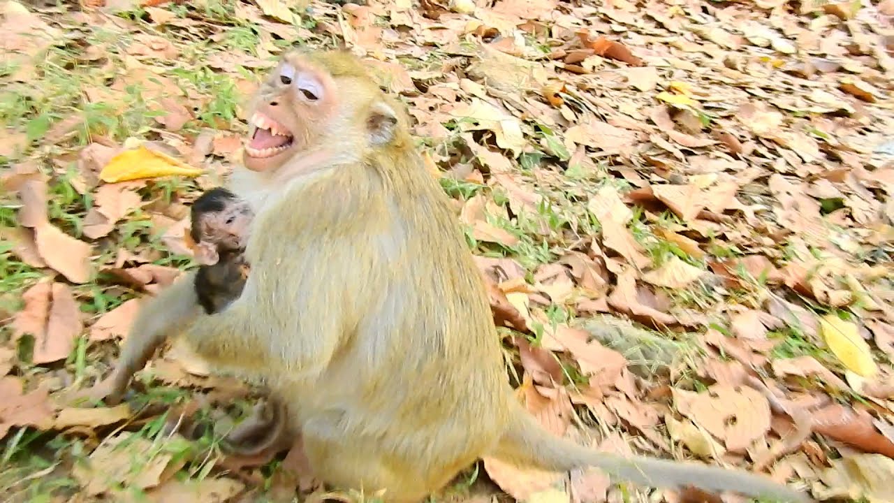 So angry and hurt ! mom Briget angry when big monkey attack without reason.