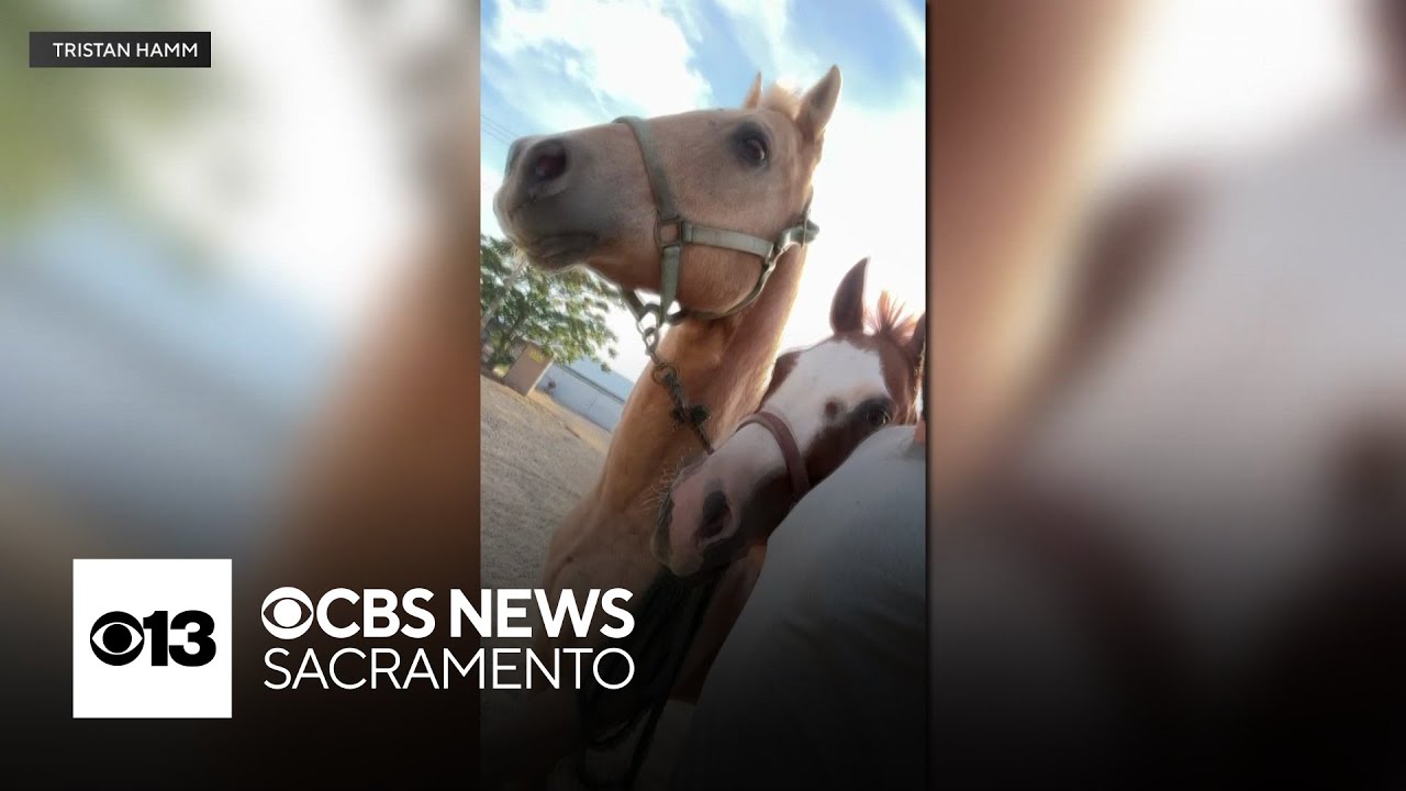 2 men save several horses from fire in Roseville