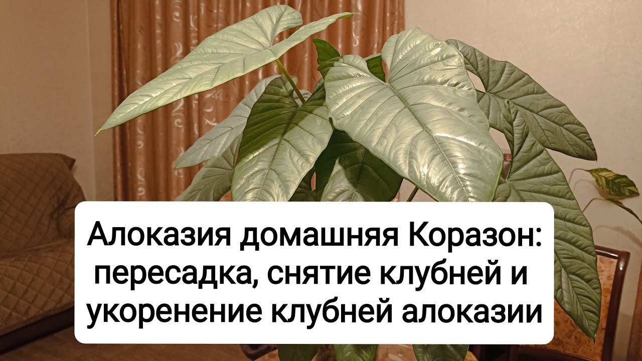 Алоказия Коразон: пересадка, снятие клубней и укоренение клубней алоказии