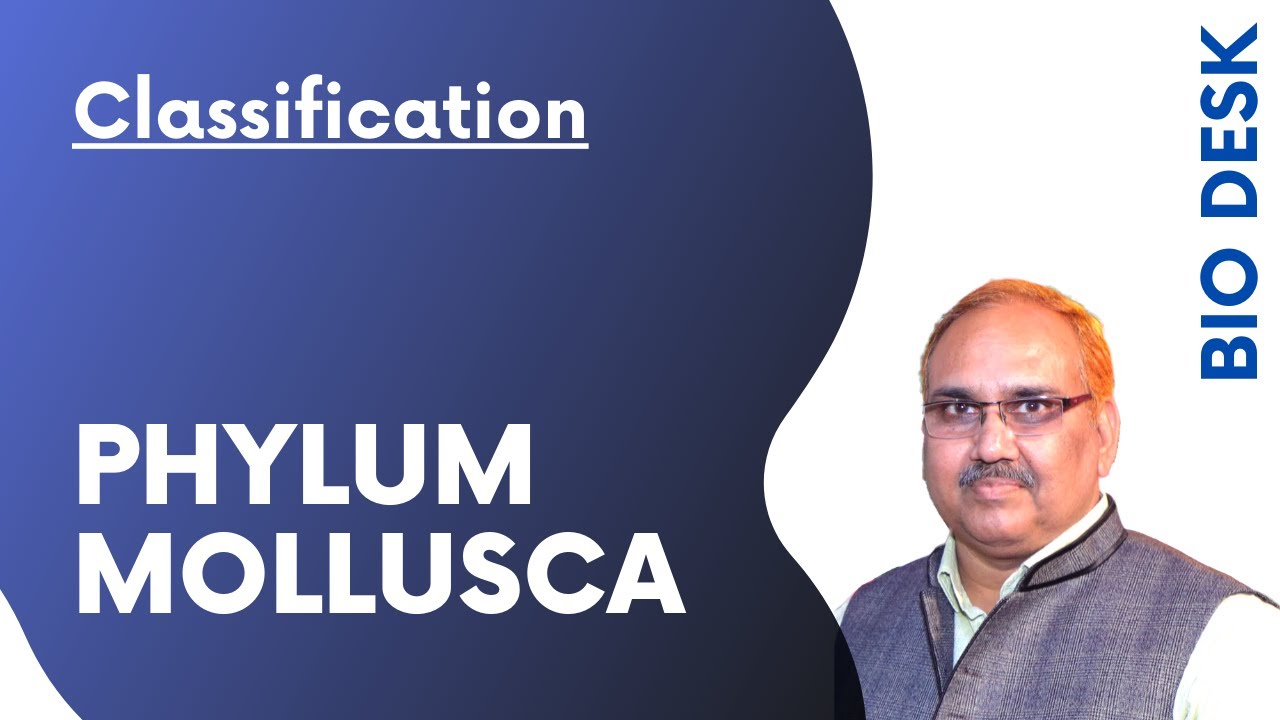 Phylum Mollusca - Classification