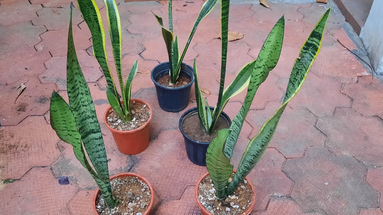 ഒരു ഇല മതി ഒരുപാട് plant ആകാൻ/ easy propagation  plant Snake plant