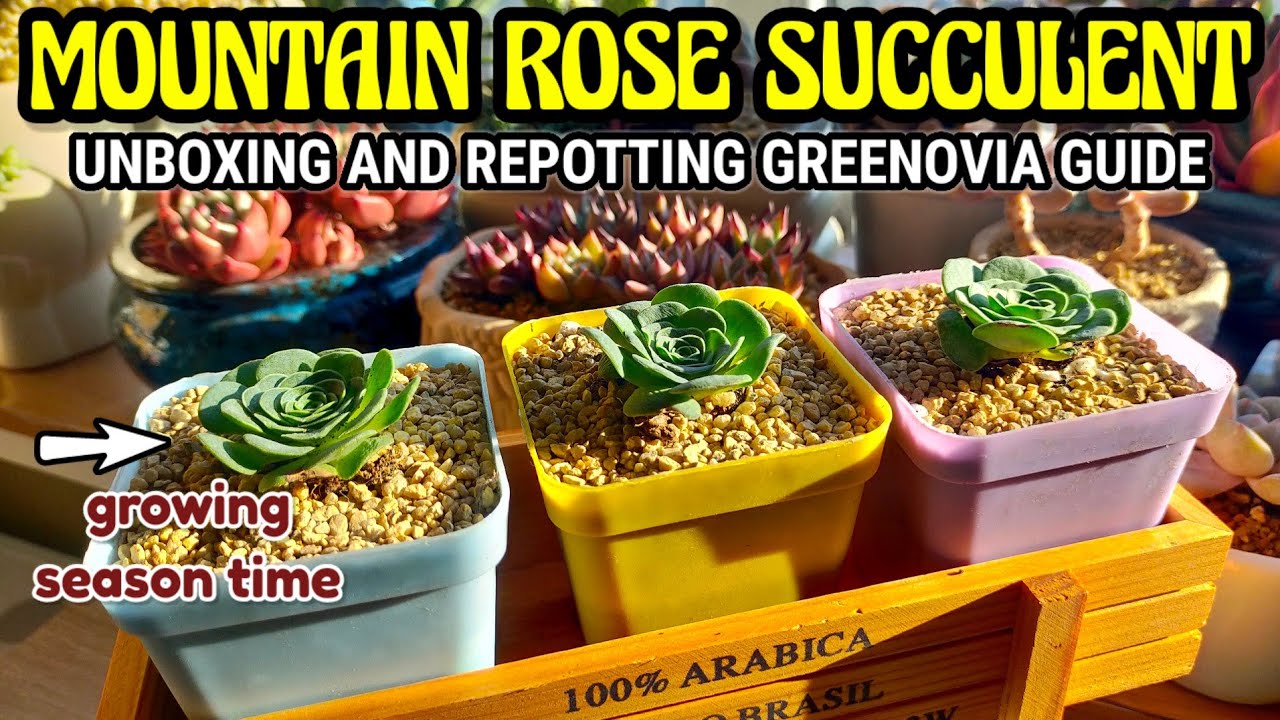 GROWING MOUNTAIN ROSE SUCCULENTS CARE GUIDE AND TIPS || Unboxing & Repotting Greenovia Mountain Rose