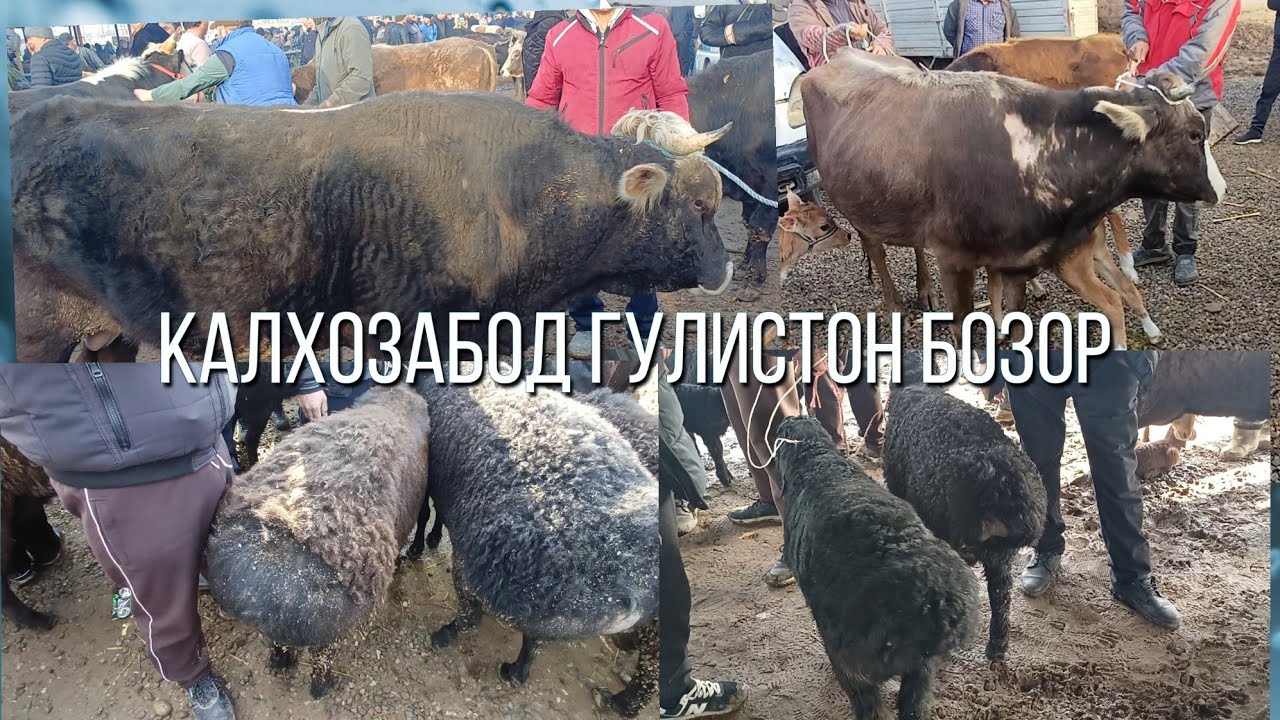 КАЛХОЗАБОД ГУЛИСТОН БОЗОР МОЛ БИСЁР САВДО ЗУР 