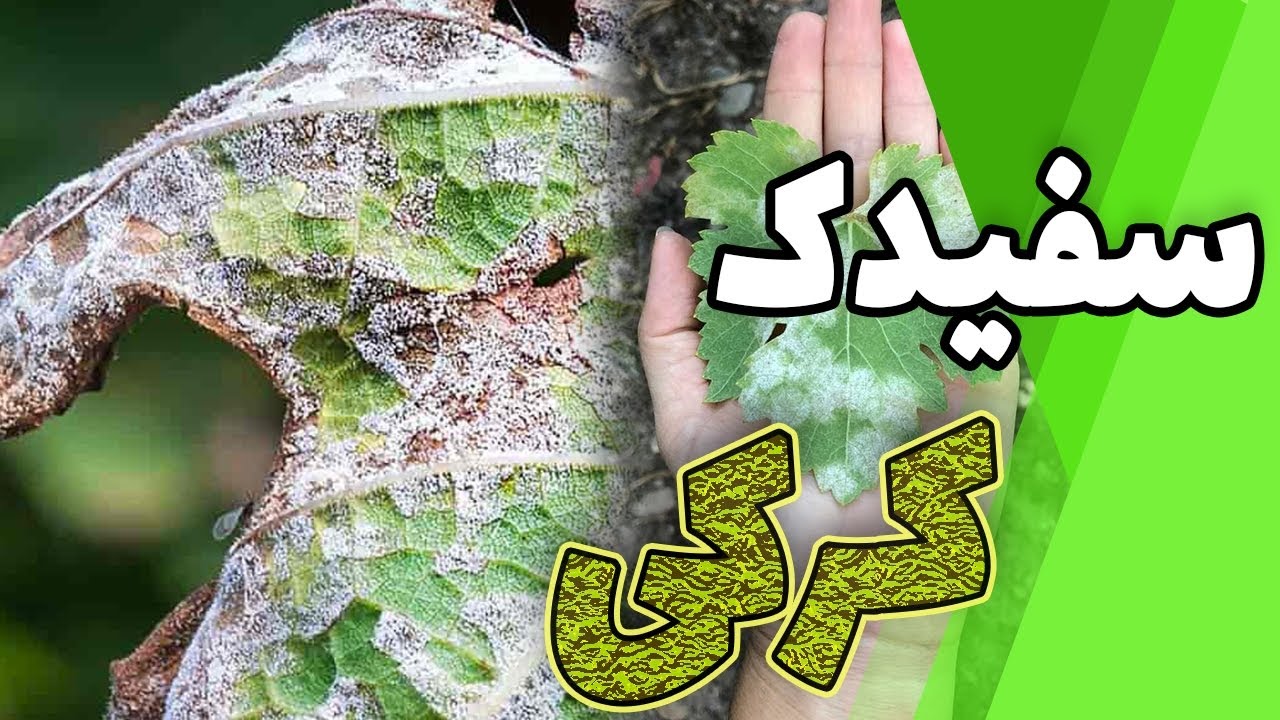 کپک سفید زیر برگ گیاه✅ بیماری قارچی سفیدک کرکی