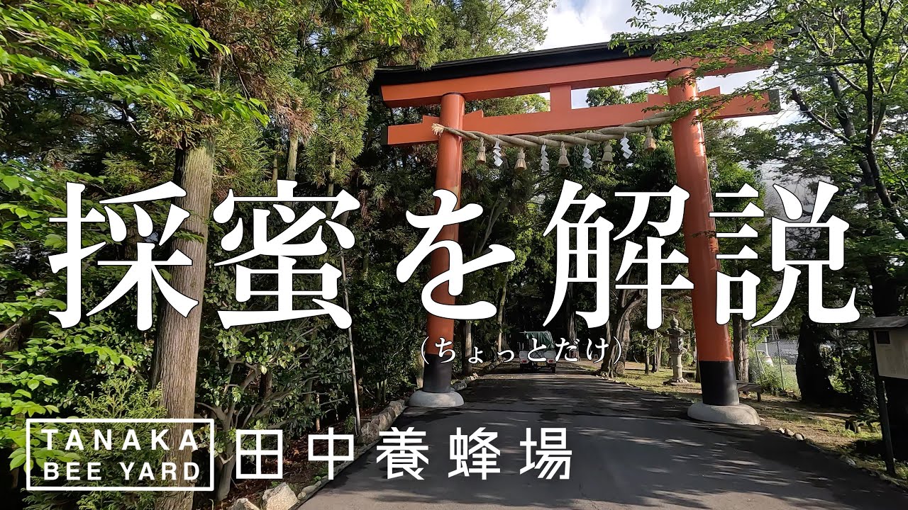 田中養蜂場の採蜜はこうする