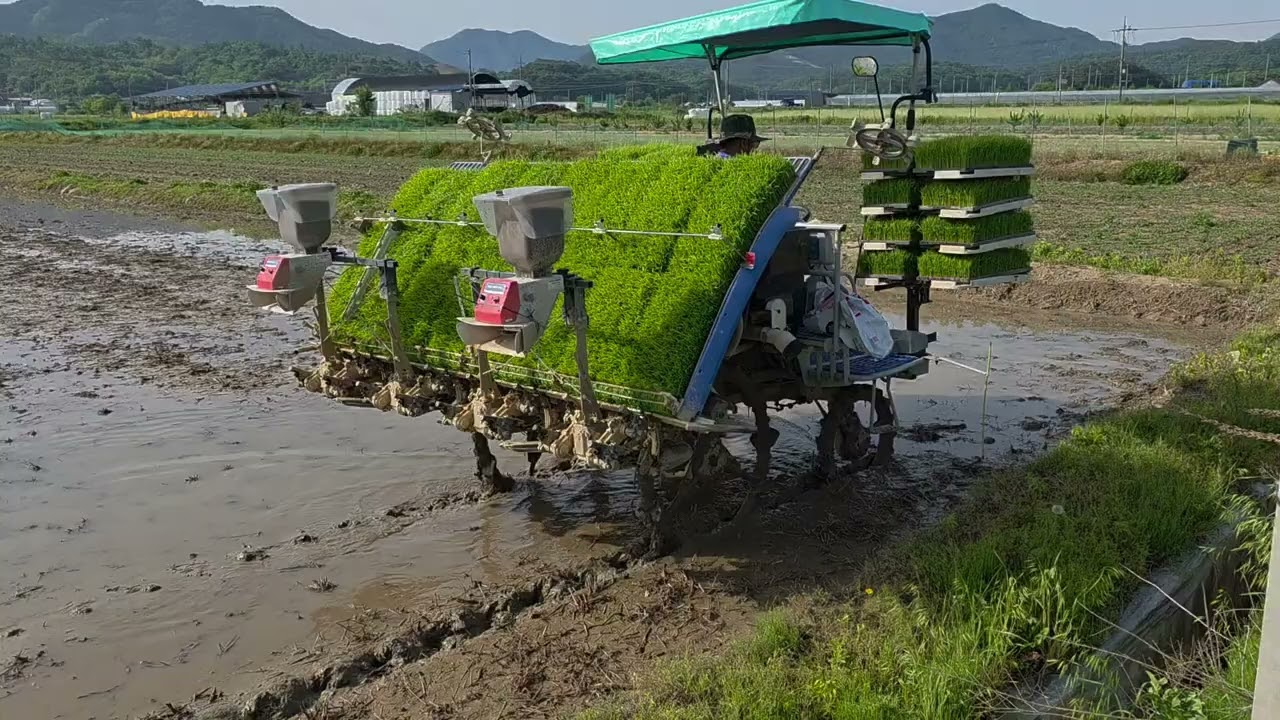 모 심으러 출발~~ Let's go to the planting rice~~