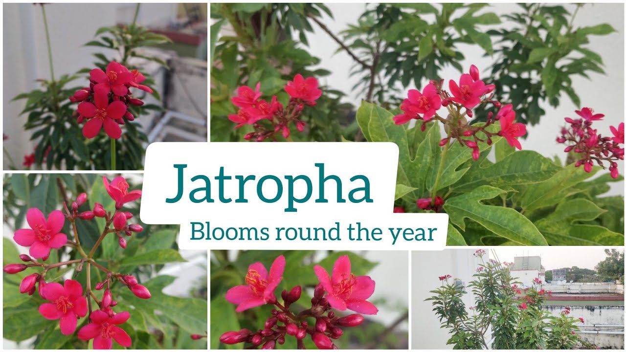 How to Grow and Care Jatropha Plant | Beautiful Red Flowers | Blooms Throughout the Year