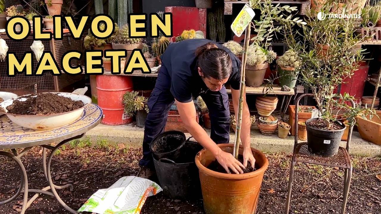 Necesidades del OLIVO en MACETA: Cuidados básicos / Jardinatis