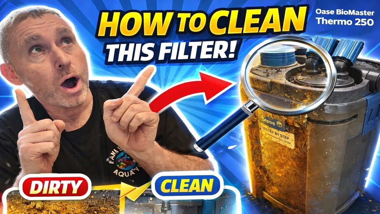 How To Clean YOUR Oase Biomaster Thermo