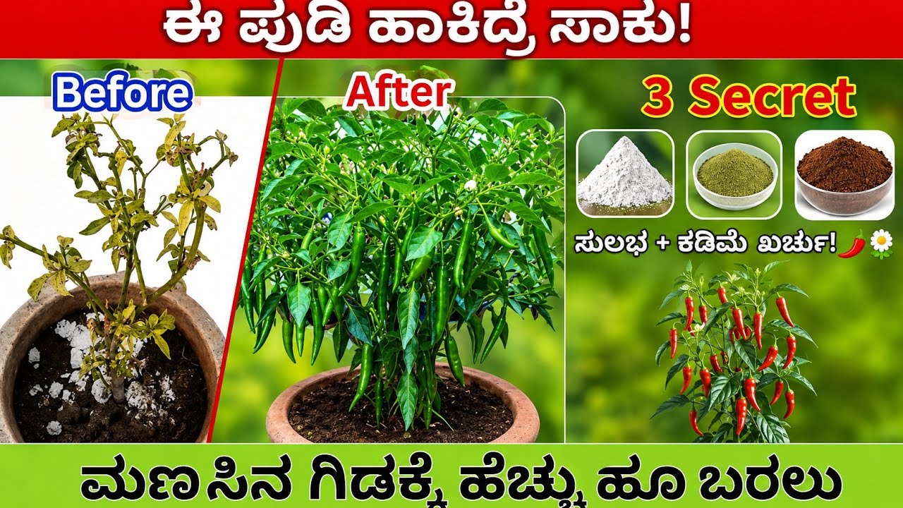 🌶️ ಮೆಣಸಿನ ಗಿಡಕ್ಕೆ ಹೆಚ್ಚು ಹೂ ಬರಲು ಏನು ಮಾಡಬೇಕು? | How to Get More Flowers on Chilli Plants Organically