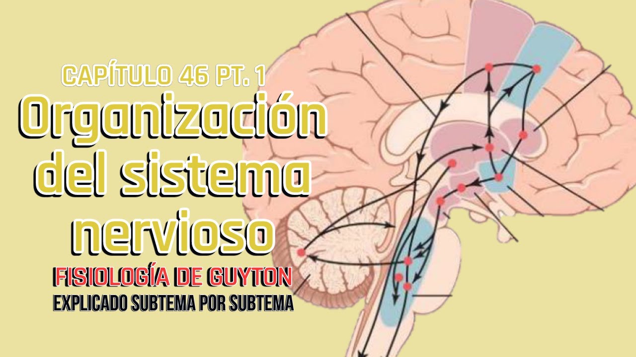 CAP 46 1/5: Organización del sistema nervioso l Fisiología de Guyton
