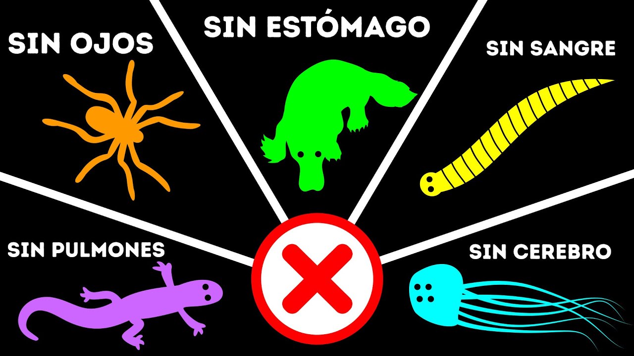 10+ Animales que no tienen los órganos más importantes