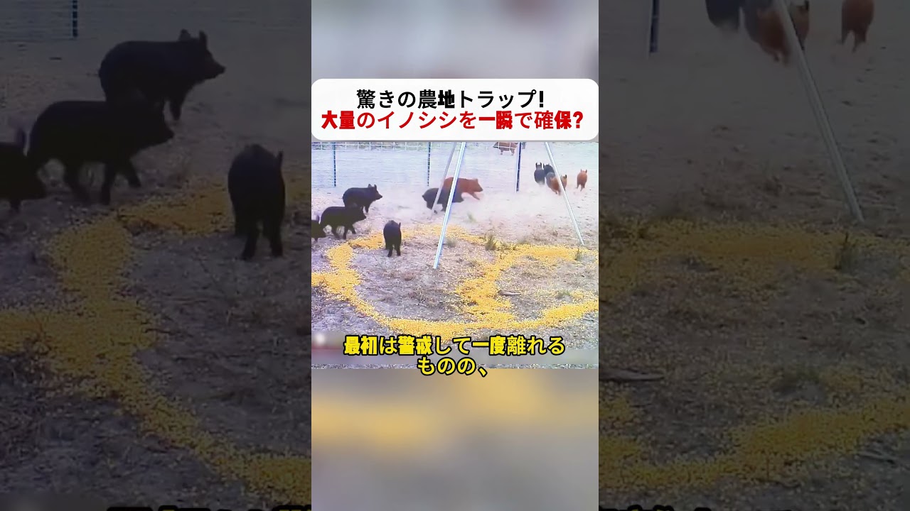 驚きの農地トラップ！ 大量のイノシシを一瞬で確保？ #イノシシ #罠 #農業 #野生動物 #ドキュメンタリー