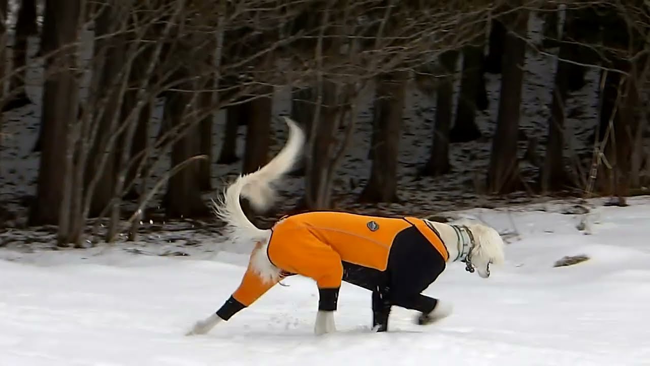 みしぇる＆ぽんちゃん待ちの天羽ちゃん🐾（Saluki）