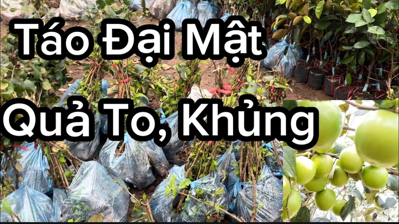 Giống Táo Đại Mật, Quả To Quá 6 - 7 Quả 1 Cân Rồi, Dễ Trồng Không Kén đất