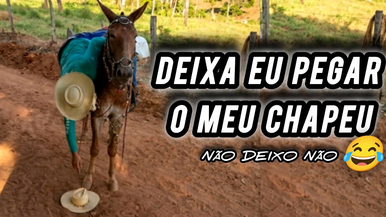 MULA E PEÃO ABEIA **¡Mancinha igual minha sogra!* #cavalopulando #amansandocavalo 